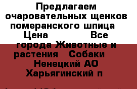 Предлагаем очаровательных щенков померанского шпица › Цена ­ 15 000 - Все города Животные и растения » Собаки   . Ненецкий АО,Харьягинский п.